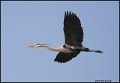_0SB7213 great-blue heron in flight